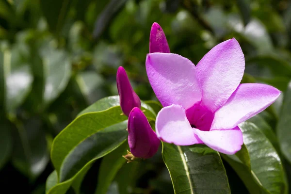 Fioletowy kwiat tropikalnej, kwitnący — Zdjęcie stockowe