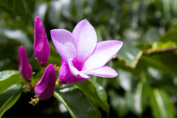 热带紫色的花, 盛开 — 图库照片