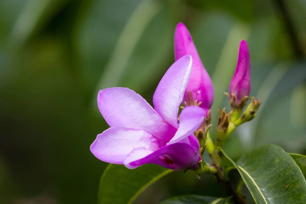 Fioletowy kwiat tropikalnej, kwitnący — Zdjęcie stockowe