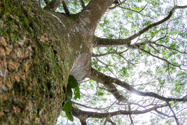 Guanacaste ağaç, Kosta Rika Ulusal ağacı 