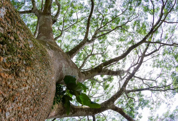 Guanacaste ağaç, Kosta Rika Ulusal ağacı 