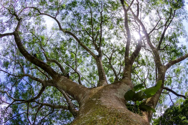 Guanacaste 트리, 코스타리카의 국가 나무 로열티 프리 스톡 사진