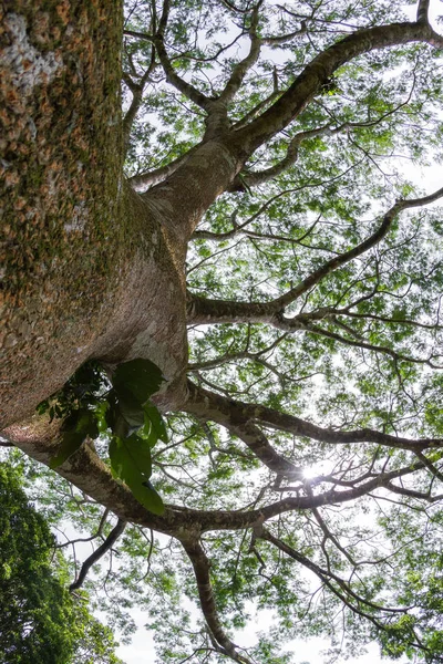 Guanacaste 트리, 코스타리카의 국가 나무 스톡 이미지