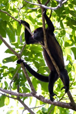 Uluyan maymun ağaçlarda 