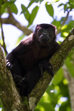 Uluyan maymun ağaçlarda 