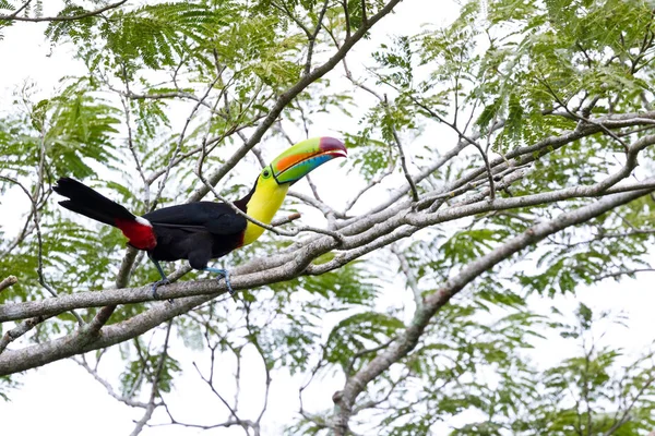 용골-청구 Tucan-Ramphastos sulfuratus — 스톡 사진