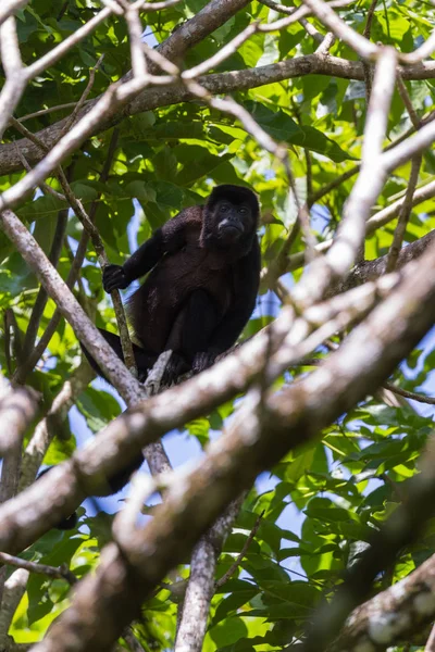 Howler monkey in the trees — Stock Photo, Image