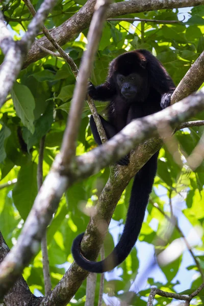 Howler monkey in the trees — Stock Photo, Image