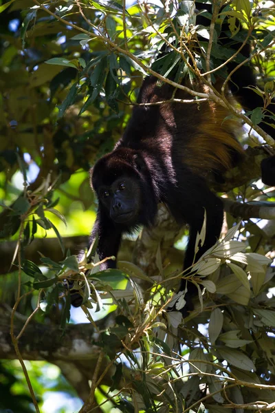Howler Macaco nas árvores — Fotografia de Stock