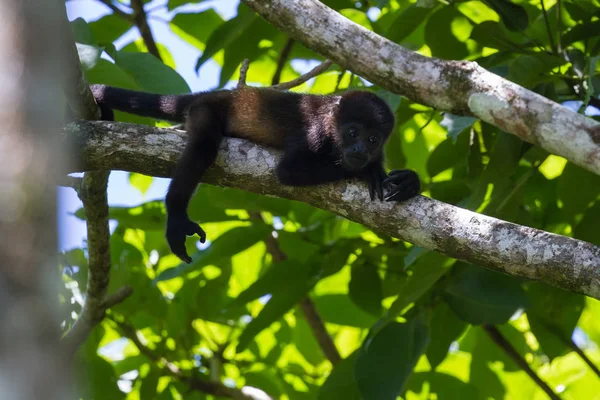 Macaco uivo bebé — Fotografia de Stock