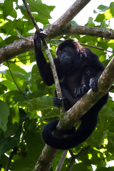 Mono aullador en los árboles — Foto de Stock