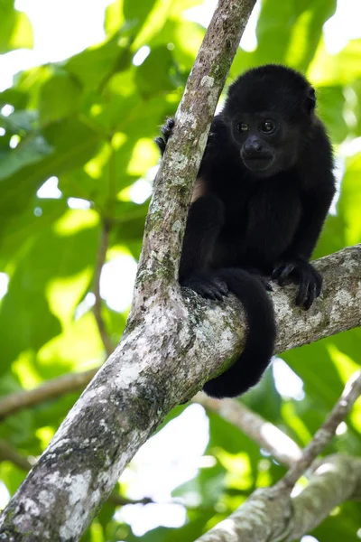 Μωρό ουρλάζων μαϊμού — Φωτογραφία Αρχείου