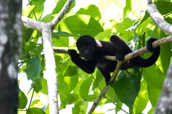 Macaco uivo bebé — Fotografia de Stock