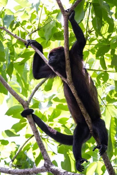 Mono aullador en los árboles — Foto de Stock