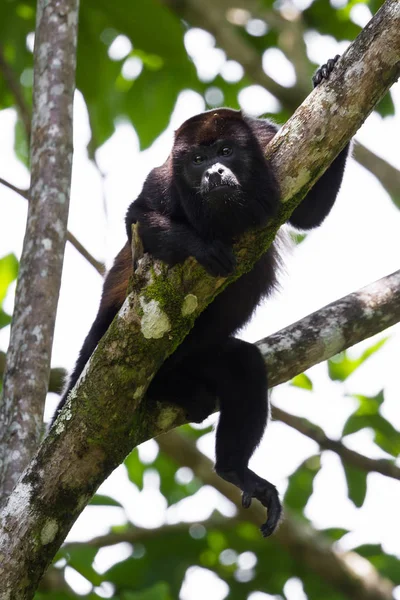 Howler monkey in the trees — Stock Photo, Image