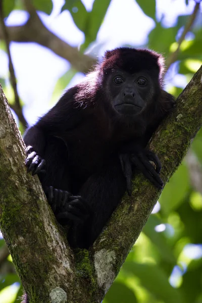 Howler Macaco nas árvores — Fotografia de Stock