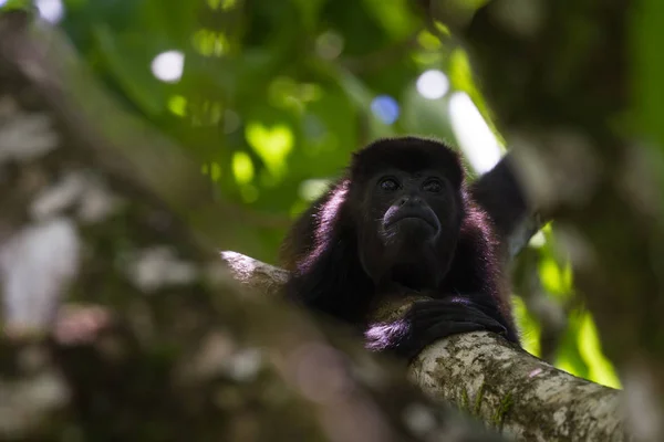 Howler monkey in the trees — Stock Photo, Image