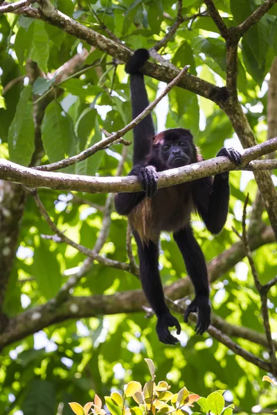 Mono aullador en los árboles — Foto de Stock