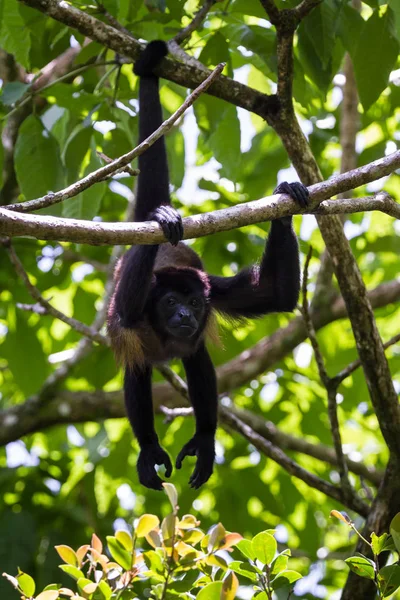 Uluyan maymun ağaçlarda 