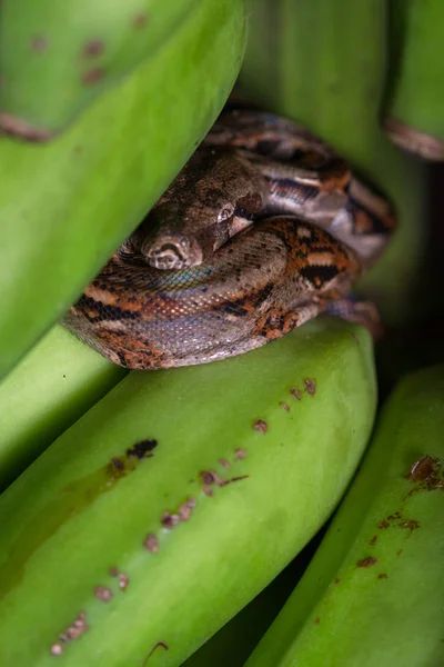 Małych boa constrictor — Zdjęcie stockowe