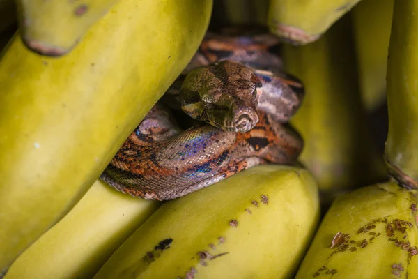 Malé boa constrictor — Stock fotografie