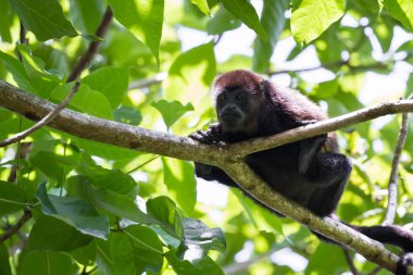 Uluyan maymun ağaçlarda 