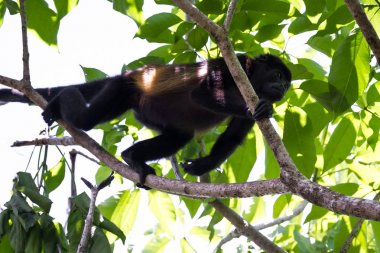 Uluyan maymun ağaçlarda 