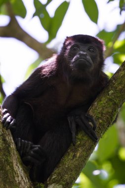 Uluyan maymun ağaçlarda 