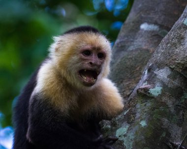 AK başlı capuchin - Cebus capucinus