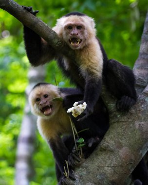 AK başlı capuchin - Cebus capucinus