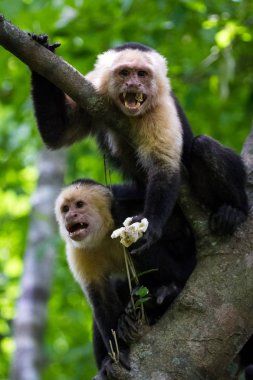 AK başlı capuchin - Cebus capucinus