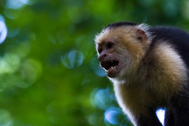 AK başlı capuchin - Cebus capucinus