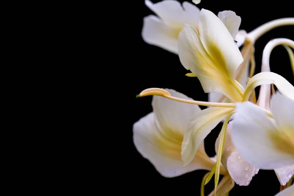 Zenzero bianco, Hedychium coronarium — Foto Stock