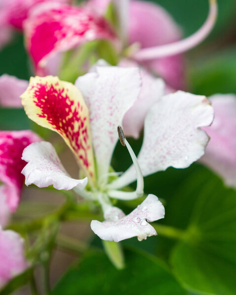 orchid tree bloom