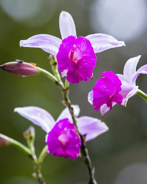 Orquídea de bambú - Arundina graminifolia — Foto de Stock