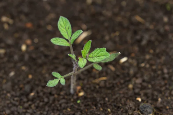 Pequena planta de tomate — Fotografia de Stock