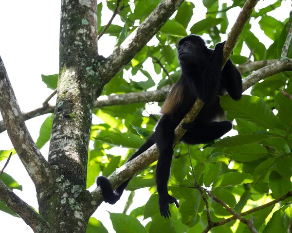 Mono aullador en los árboles — Foto de Stock