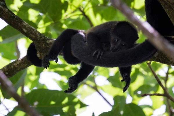 Bebé aullador mono — Foto de Stock