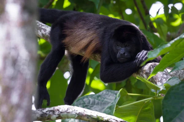 Ουρλάζων μαϊμού στα δέντρα — Φωτογραφία Αρχείου