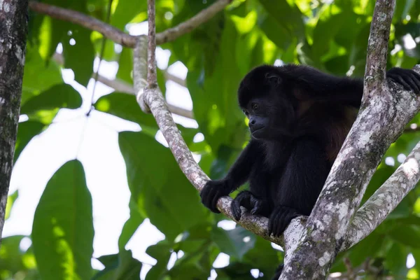 Uluyan maymun ağaçlarda — Stok fotoğraf