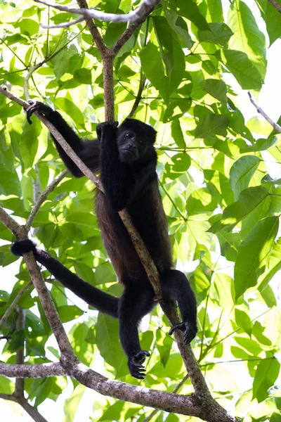 Uluyan maymun ağaçlarda 