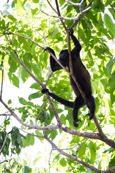 Uluyan maymun ağaçlarda — Stok fotoğraf