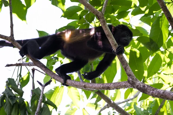Uluyan maymun ağaçlarda 