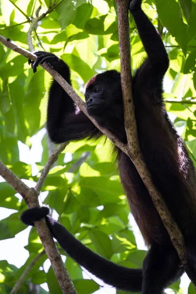 Mono aullador en los árboles — Foto de Stock