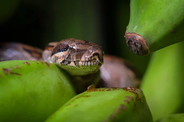 Kleine boa constrictor — Stockfoto