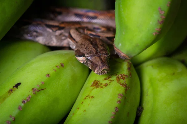 Malé boa constrictor — Stock fotografie