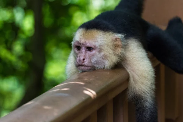 White-headed capuchin - Cebus capucinus — Stock Photo, Image