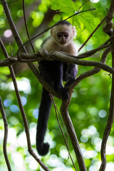 Capuchinhos de cabeça branca - Cebus capucinus — Fotografia de Stock