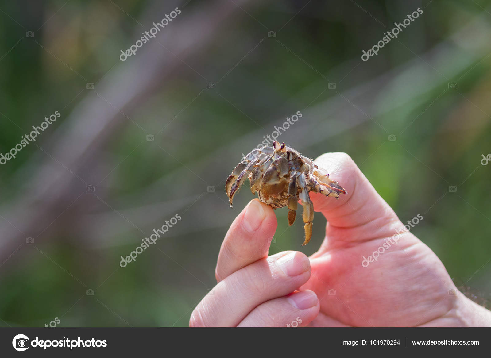 How to Hold a Hermit Crab foto picture How to Hold a Hermit Crab
