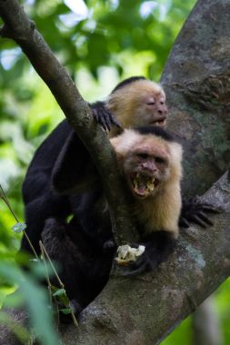AK başlı capuchin - Cebus capucinus